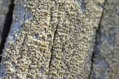 Pycnora praestabilis thumbnail 2