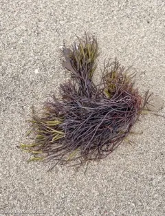 Clawed Forked Weed thumbnail 4
