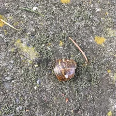 Garden Snail thumbnail 3