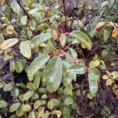 coffeeberry thumbnail 3