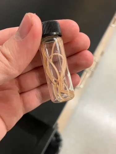Feline Roundworm