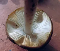 Oudemansiella rubrobrunnescens thumbnail 5