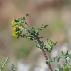 common groundsel thumbnail 2