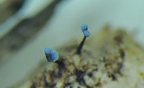Physarum compressum