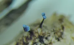 Physarum compressum thumbnail 1