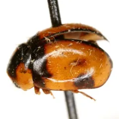 T-marked Spurleg thumbnail 3