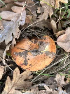 Calonarius anetholens thumbnail 2