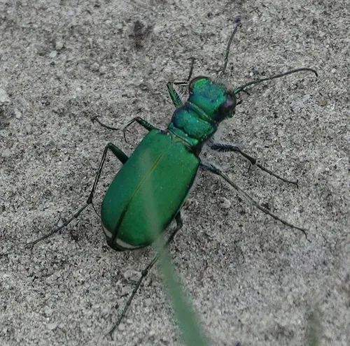 Green Claybank Tiger Beetle