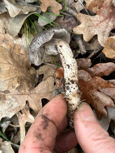 Tricholoma olivaceotinctum