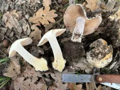 Phlegmacium aurescens thumbnail 2