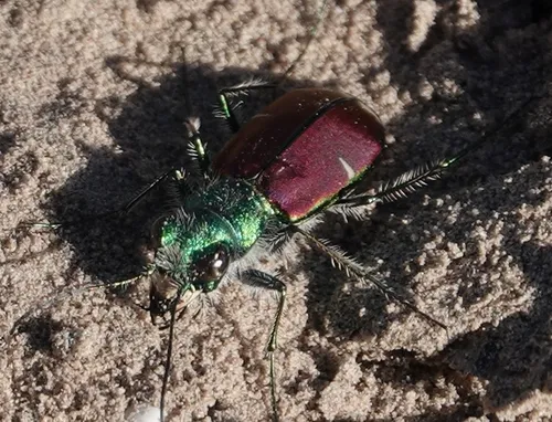Splendid Tiger Beetle