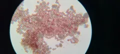 Physarum notabile thumbnail 2