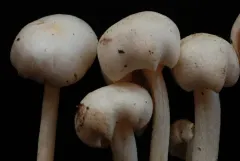 Entoloma subochraceum thumbnail 4