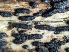 Hysterobrevium mori thumbnail 4