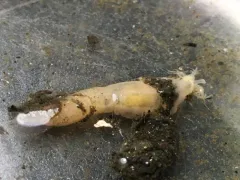 Burrowing Sea Cucumber thumbnail 2