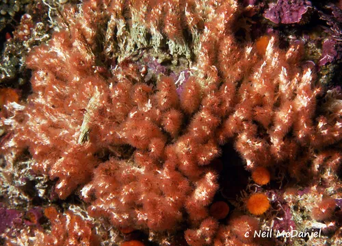 fragile tube worm