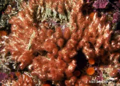 fragile tube worm thumbnail 1