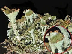 Gray's Cup Lichen thumbnail 2