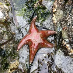 Leather Star thumbnail 4