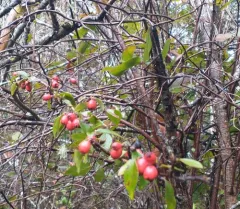 Himalayan cotoneaster thumbnail 3