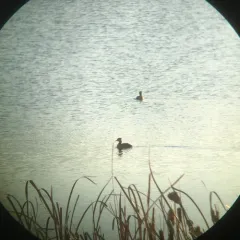 Red-necked Grebe thumbnail 3