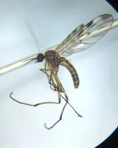 Sylvicola cinctus thumbnail 3
