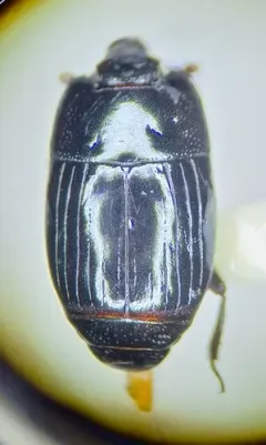 Platysoma leconti thumbnail 3