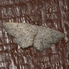 Hesperumia latipennis thumbnail 4