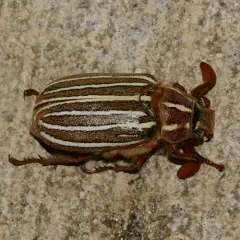 Ten-lined June Beetle thumbnail 4