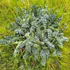 Salad Burnet thumbnail 2
