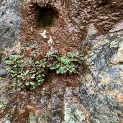 Howell's Saxifrage thumbnail 4
