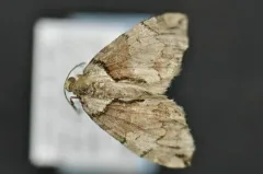 Hydriomena exculpata thumbnail 3