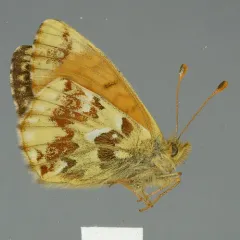 Alaskan Fritillary thumbnail 3