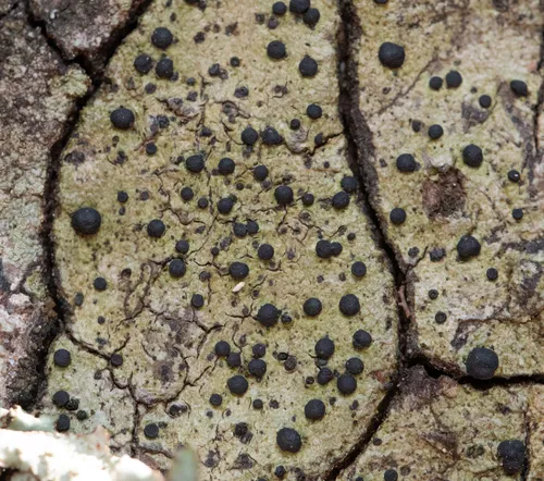 Buellia muriformis
