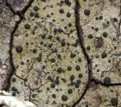 Buellia muriformis thumbnail 1