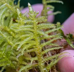 Neat Feather-moss thumbnail 2