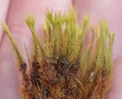 Menzies' anacolia moss thumbnail 3