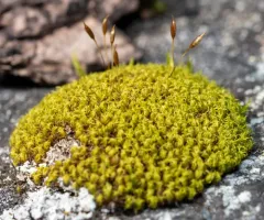mountain pincushion thumbnail 4