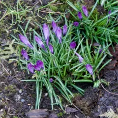 Woodland crocus thumbnail 3
