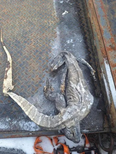 Nile Monitor