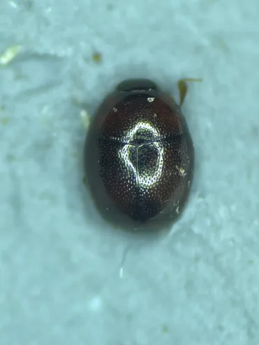 Acritus komai