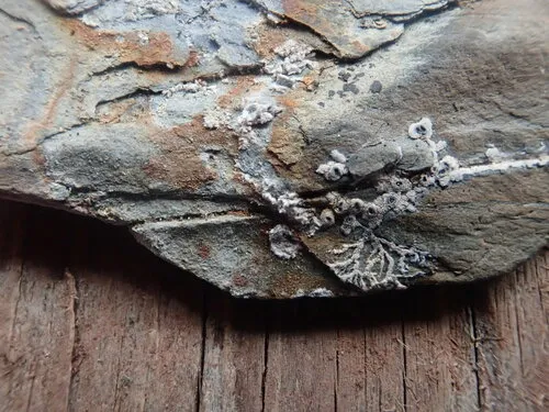 Aspicilia fimbriata
