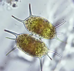 Xanthidium antilopaeum thumbnail 2