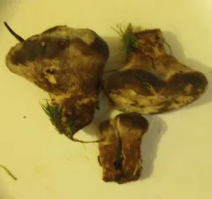 Hydnellum ferrugipes thumbnail 1