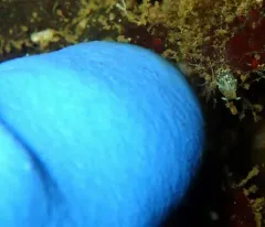Yellow-head Aeolid thumbnail 3