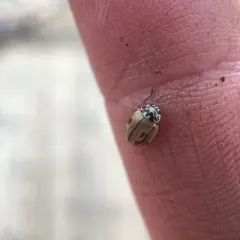 Hudsonian Ladybird thumbnail 2