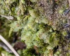 Water Earwort thumbnail 3