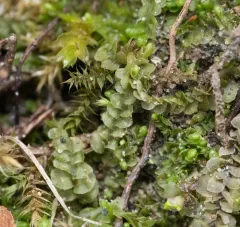 Square-leaved Crestwort thumbnail 4