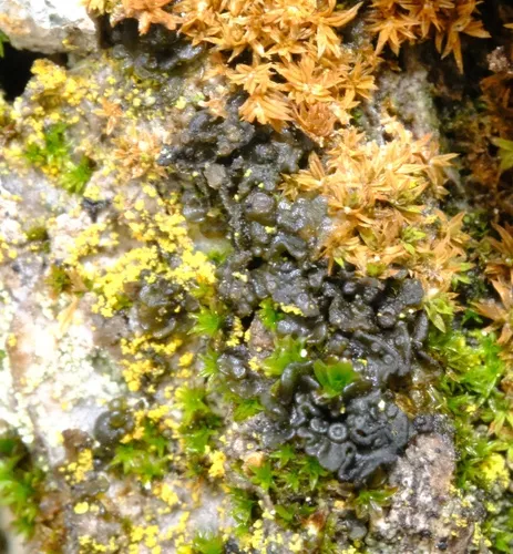 Scytinium quadrifidum