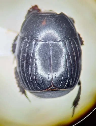Margarinotus umbrosus